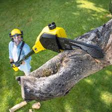 Best Commercial Tree Services  in Zapata, TX