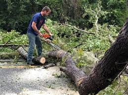 How Our Tree Care Process Works  in  Zapata, TX