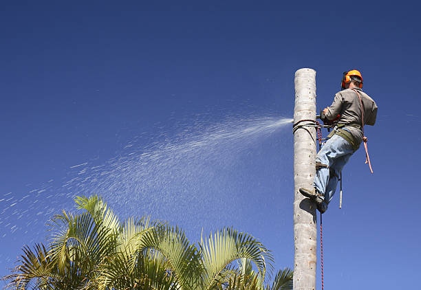 Best Leaf Removal  in Zapata, TX