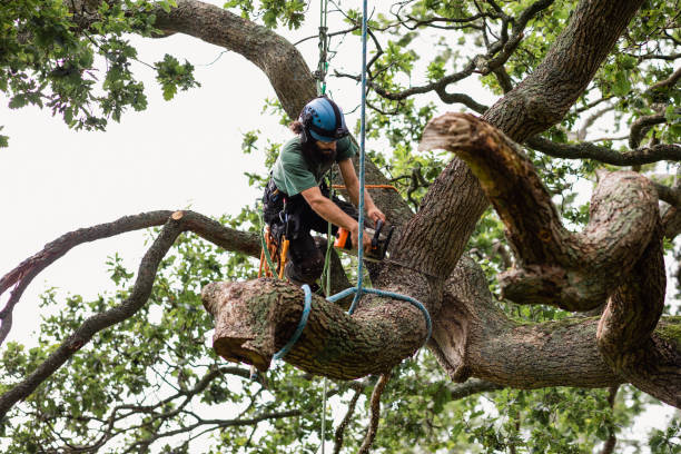 Best Tree Mulching  in Zapata, TX