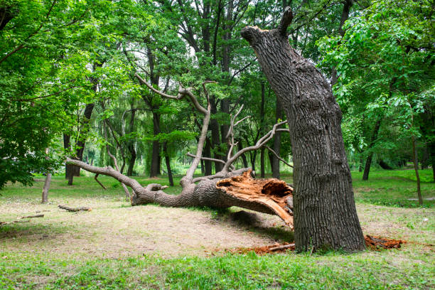 Best Tree Removal Service  in Zapata, TX