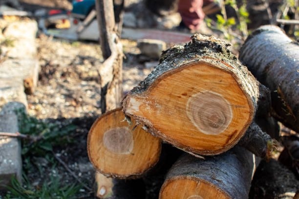  Zapata, TX Tree Services Pros