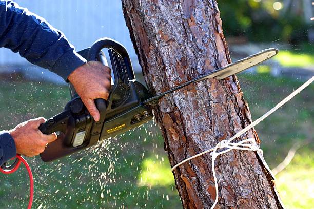 Best Hedge Trimming  in Zapata, TX