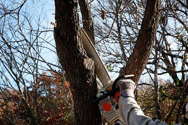 Best Tree Disease Treatment  in Zapata, TX