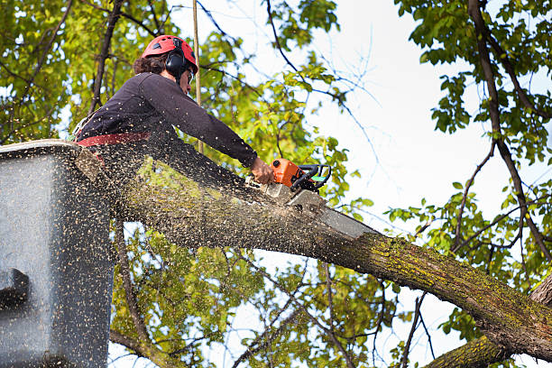 Best Utility Line Clearance  in Zapata, TX