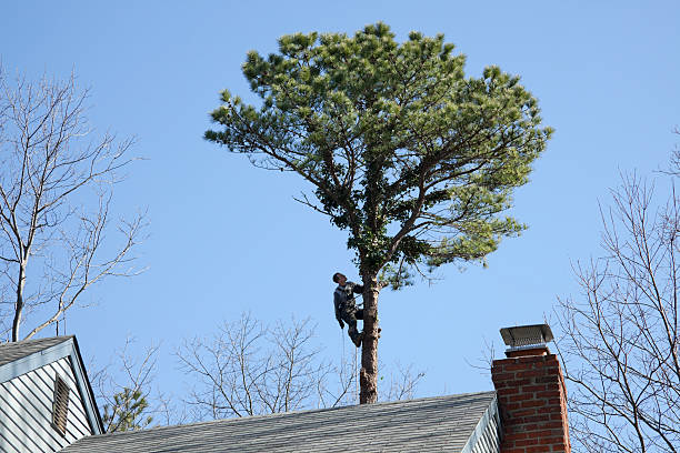 Best Tree Removal Service  in Zapata, TX