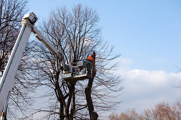 Best Storm Damage Tree Cleanup  in Zapata, TX