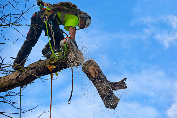 Best Stump Grinding and Removal  in Zapata, TX